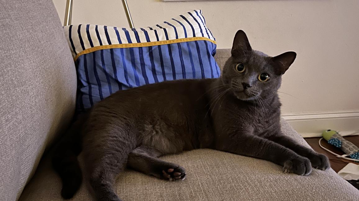 Smokey the gray cat lying on a couch